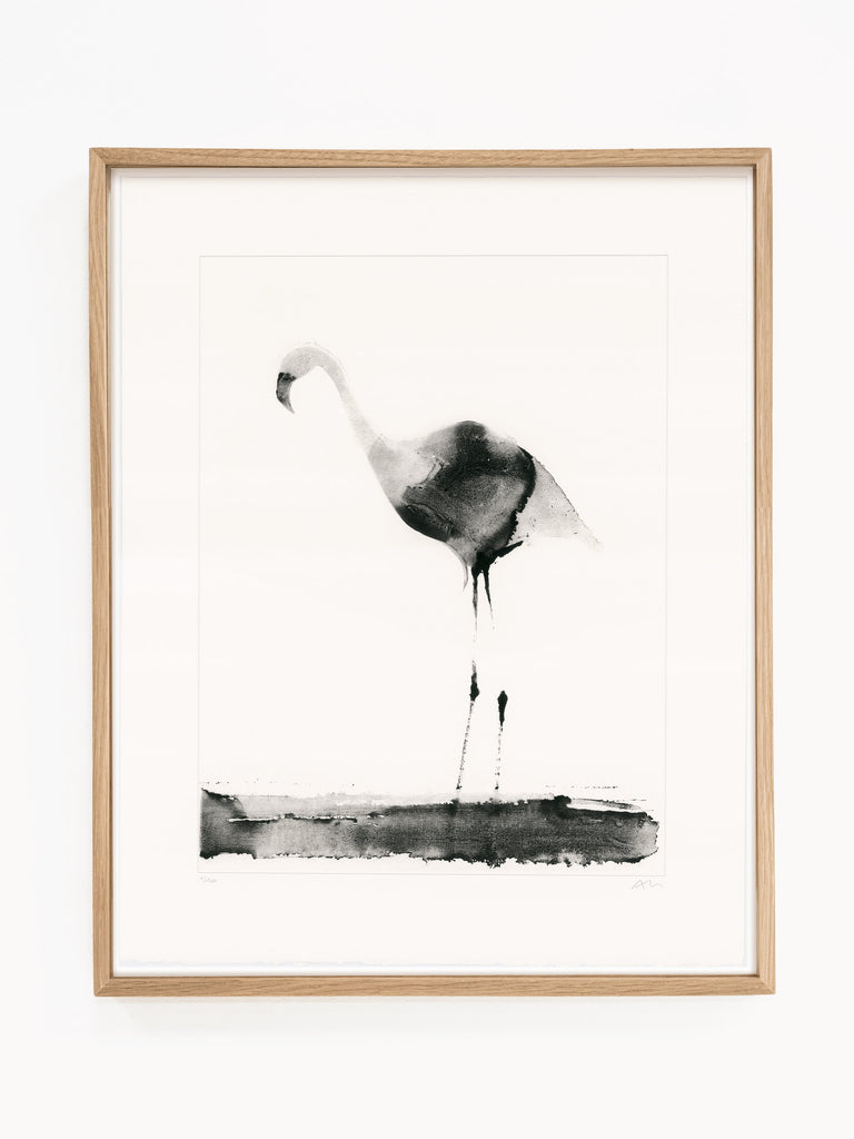 Flamingo © Aurore de la Morinerie