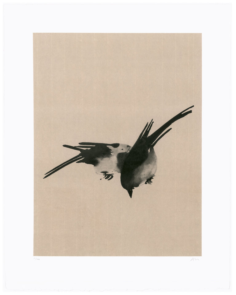 Birds © Aurore de la Morinerie